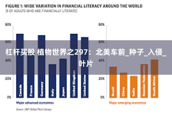 杠杆买股 植物世界之297：北美车前_种子_入侵_叶片